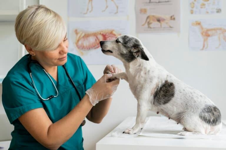 Veterinário Guia de Carreira Formação e Oportunidades